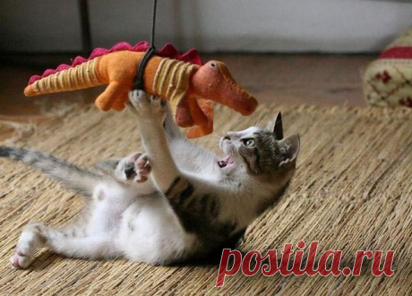 A cat playing with a dinosaur | Funny cats