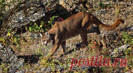 roaming puma by Yair-Leibovich on DeviantArt