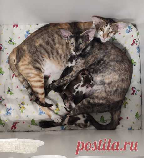 🤗🤗🐾Милоты Вам от юных котодеток из питомника Marletmoor 🤗🐾уютно отдыхают в родилочке😽
Милота и котятки 👉 @marishaletovaltseva
#когтеточкикиров
#домикидлякошек
#игровойкомплексдлякошек
#домикогтеточка
#когтеточки
#беговоеколесодлякошек
#кототренажер
#kogtetochki_rus
#cat
#cats
#russia
#bengalcatsclub
#meincoon
#беларусь
#казахстан
#родилочка
#родильныйдом
#родилка
#вольер
#манеж
#гатчина
#котлас
#архангельск
#мурманск51
#екатеринбург
#пенза
#ярославль
#иваново37