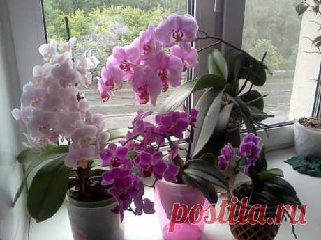 Мамины орхидеи цветут почти круглый год. Она раскрыла свои секреты ухода за растениями