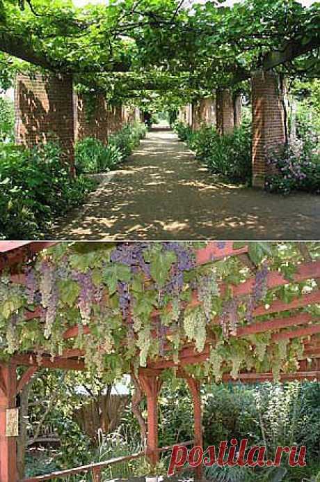 Агротехника выращивания винограда - Садоводам и огородникам