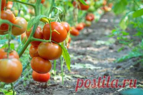Лучшие народные рецепты томатных удобрений — мои проверенные варианты | Идеальный огород | Яндекс Дзен