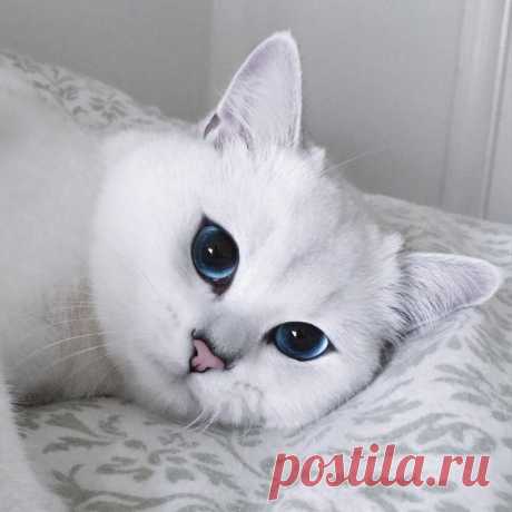Самые милые блогеры: 13 звездных котов Инстаграма
