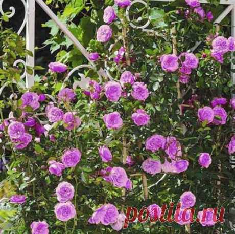 Плетистые розы: посадка и уход в открытом грунте - Мой Дом 21 - 30 апреля - 43530587055 - Медиаплатформа МирТесен Плетистые розы, несомненно, являются одними из самых красивых и нарядных растений, которые можно посадить в вашем саду. Они способны цвести даже в течение всего сезона, а вьющиеся ветви дают большую свободу в создании эстетичных форм, которые идеально впишутся в любой стиль сада. Более того, - 30 апреля - 43530587055 - Медиаплатформа МирТесен