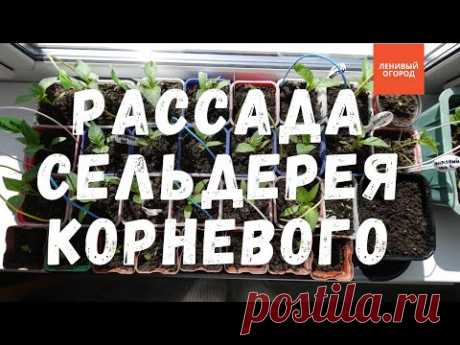 Сельдерей корневой выращивание и уход | Посев сельдерея на рассаду | Пикировка сельдерея корневого