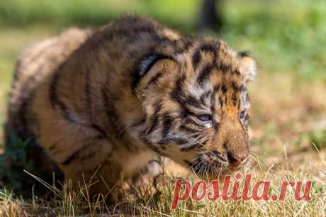 В Мариупольском зоопарке впервые показали трех тигрят, родившихся в феврале. Тигрята родились 5 февраля – две девочки и один мальчик.