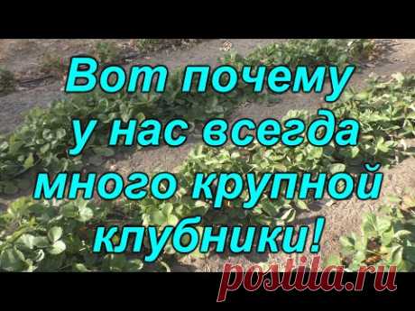 Вот что мы подсыпаем под клубнику осенью, чтобы собирать небывалый урожай!