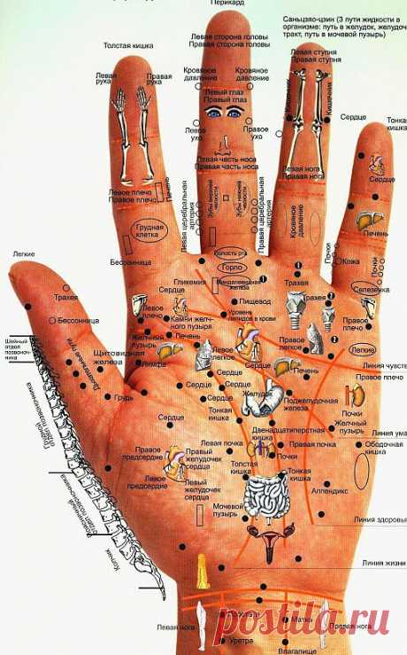 Диагностика человеческого организма по кистям рук и ладоням...