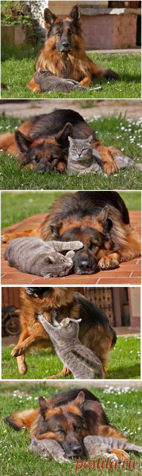 О настоящей дружбе: кошка и собака. Фотограф Tina M..