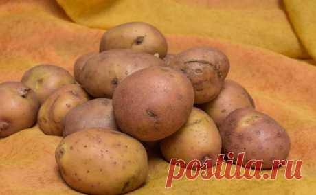 Каких соседей не терпит привередливая картошка: урожай будет неважным : новости, картофель, удобрение, урожай, сад и огород