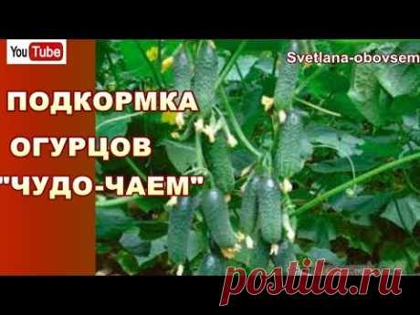 ЭТА ПОДКОРМКА ЗАВАЛИТ ВАС ОГУРЦАМИ .ЛУЧШЕ НАВОЗА-УДОБРЕНИЕ ИЗ ТРАВЫ С ВКУСНЫМ ЗАПАХОМ