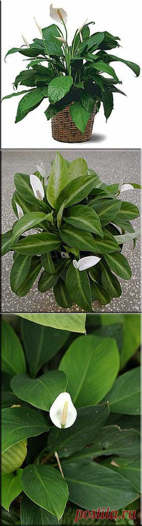 Спатифиллум (Спатифиллюм), (Spathiphyllum).