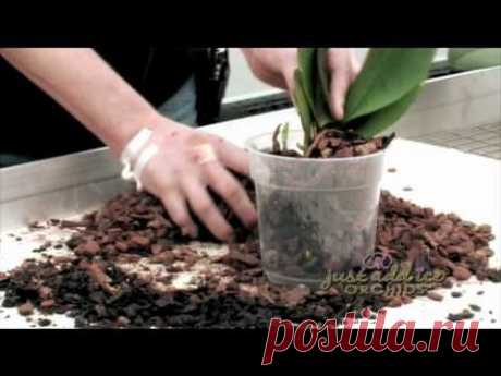 Re-Potting your Just Add Ice Orchid - YouTube