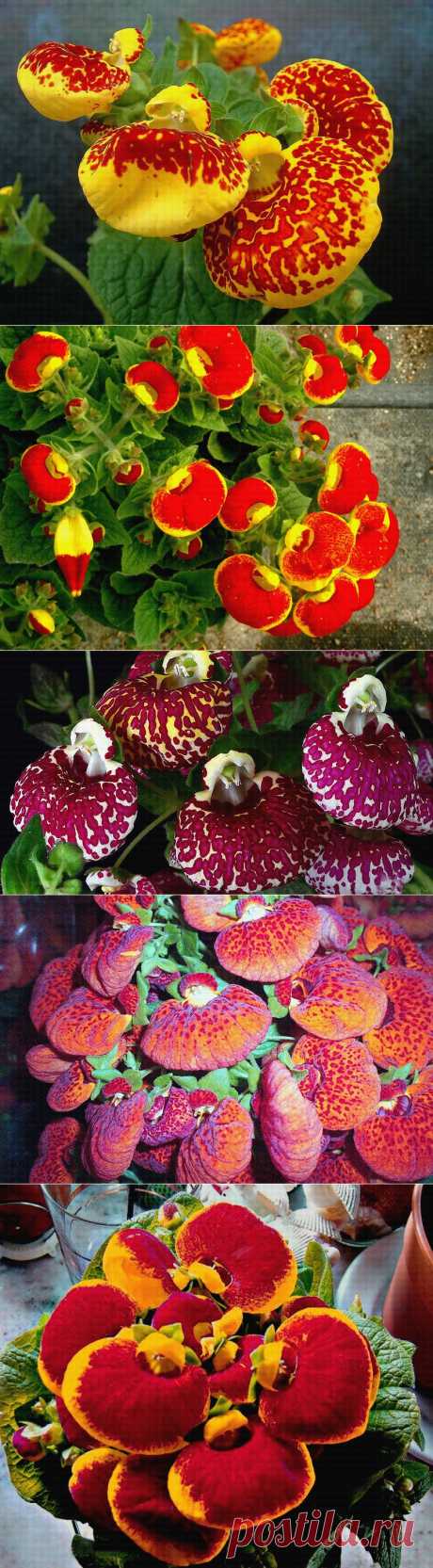 Кальцеолярия (Calceolaria).