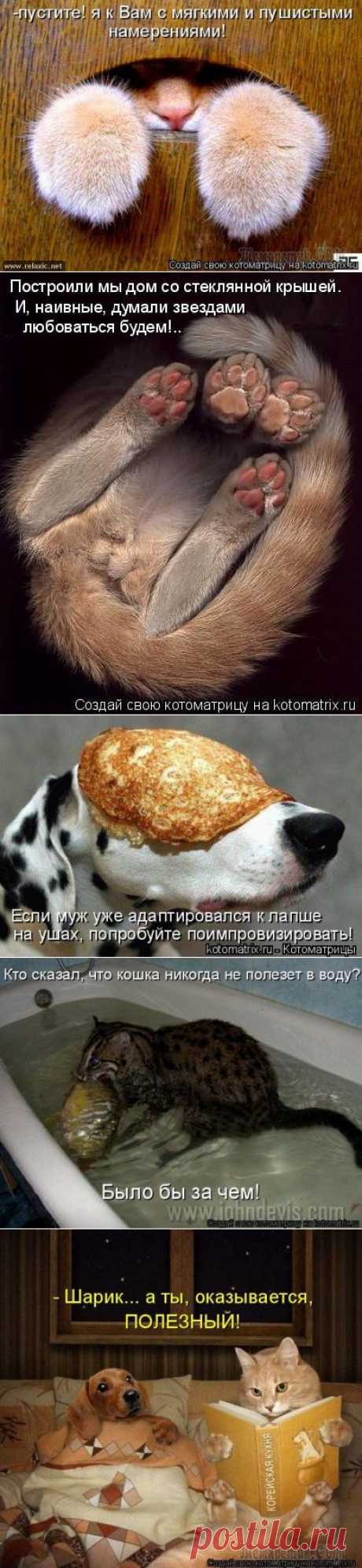 И опять Котоматрицы