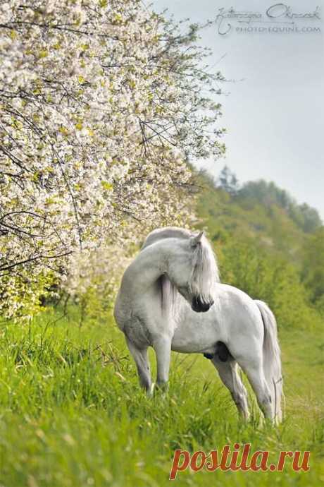 Pony Stallion Folkert « Heart of a Horse