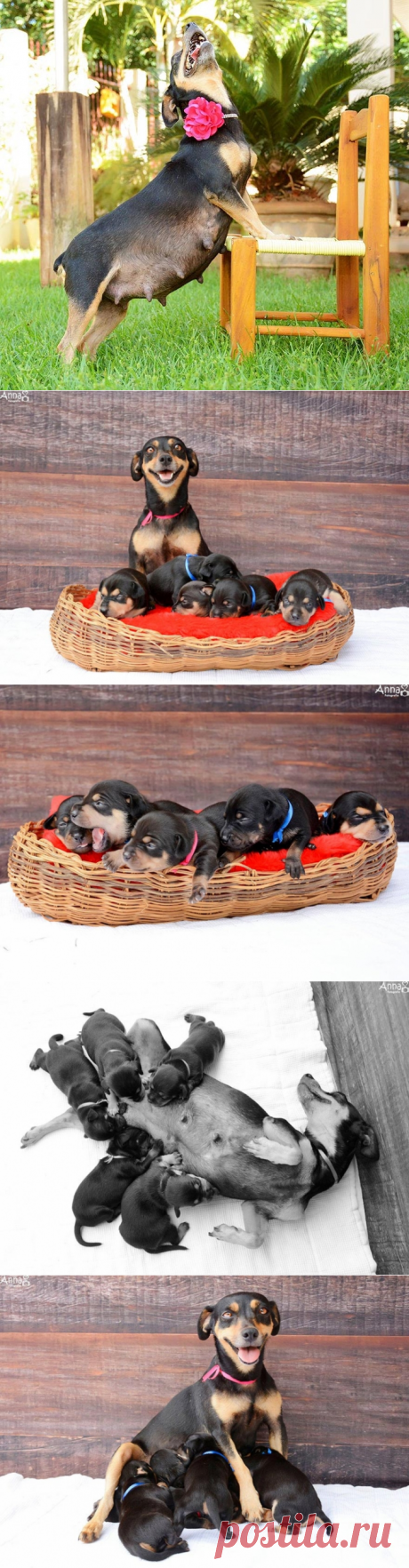 Новая фотосессия самой знаменитой беременной собаки, родившей 5 безумно милых щенят | Умкра