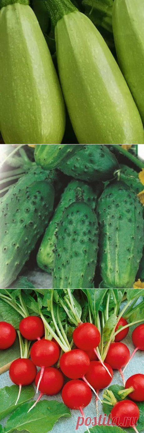 Семена за 1 рубль купить | Интернет магазин семян овощей «Агросемфонд»