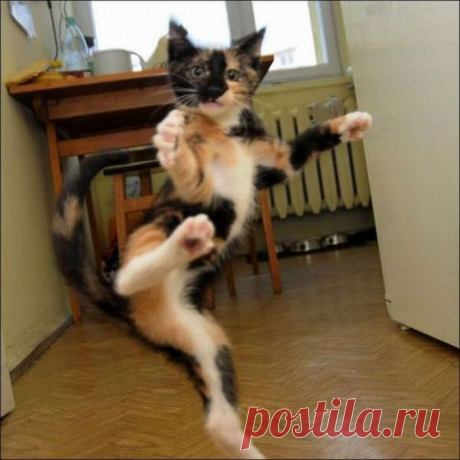 Тяжёлая дума на мохнатой мосе: Как коты наказывают непослушных людей (+ смешные фото) | Лариса Кречетова | Яндекс Дзен