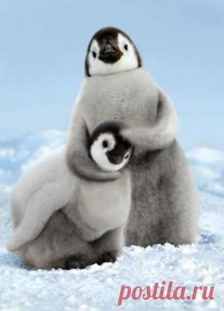 Трогательные малыши-пингвинята!