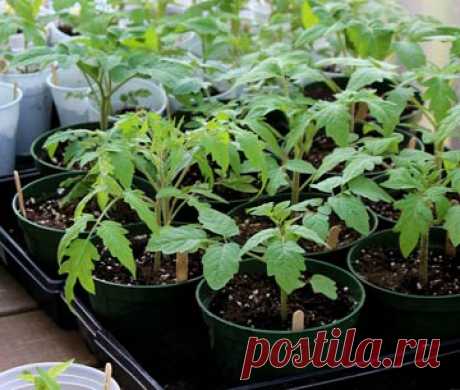 Выращивание рассады помидор: посев, уход и посадка на грядку