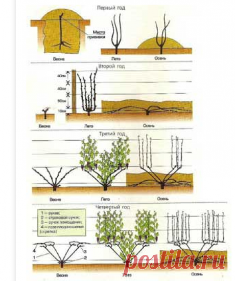 Посадка винограда и уход за ним