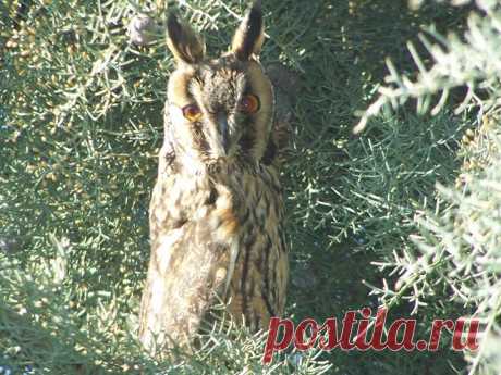 Ashley Tubbs - Photos of The Owl Pages