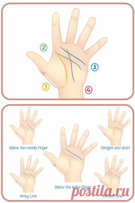 Учимся читать линии на руках.
