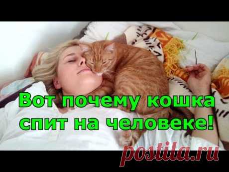 Вот почему кошка спит на человеке! Любимые места кошки. Приметы.