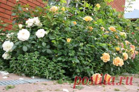 Простая классификация садовых роз | Машин сад | Дзен
