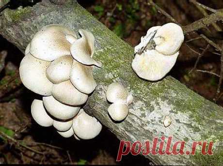 Вячеслав Степанов: Грибы Калужской области - Вешенка обыкновенная (Pleurotus ostreatus)