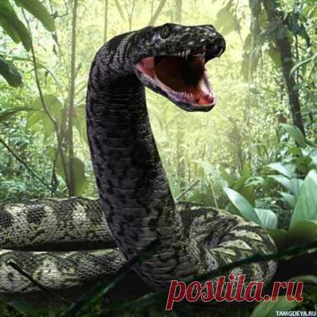 Огромная змея с открытой пастью в джунглях - авы и картинки