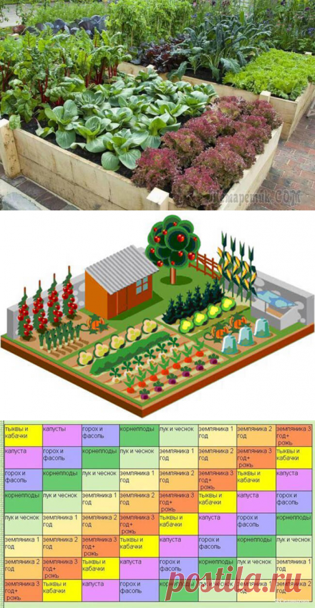 Севооборот на дачном огороде: умный возделывает урожай, а мудрый землю