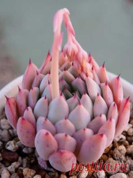 Echeveria cv.