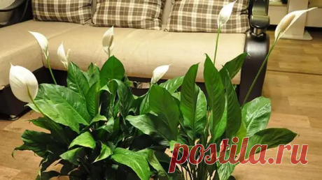 Как ухаживать в домашних условиях за цветком Спатифиллум - Цветочки - 15 ноября - 43039698762 - Медиаплатформа МирТесен