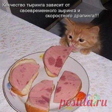 котенок