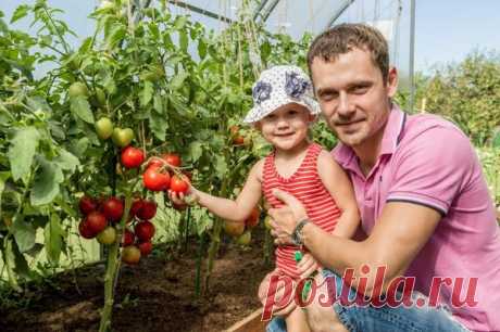 Как добиться успеха в выращивании томатов