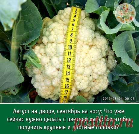 В моем понимании цветная капуста является довольно капризным овощем. Но со временем я научилась выращивать и эту капризулю. Она довольно требовательна к поливу, своевременной подкормке, рыхлению и увлажнению грунта, а также прополке. Особенно цветная капуста не любит, когда ее бросают без внимания в конце августа и начале сентября, когда наступает время активного формирования вкусных головок растения. Капусте в этот период требуются такие элементы, как магний, фосфор, кали...