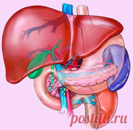 Признаки того, что печень перегружена - медиаплатформа МирТесен