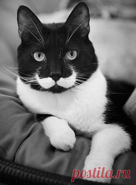 10 felines with funny 'facial hair' | MNN - Mother Nature Network