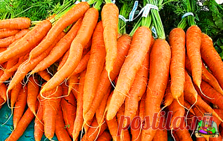 Подкормки, благодаря которым, мой урожай моркови вырос хорошим и крупным. Показываю вам подкормки. | Дачный Отец | Яндекс Дзен