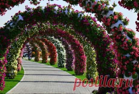 Dubai Miracle Garden - цветочное царство среди пустыни!