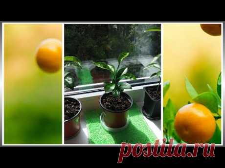 Как вырастить дома мандарин из косточки (часть-3) "Пересадка сеянцев мандарина"