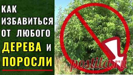 "Древесные сорняки на участках и поросль от них" - теперь это НЕ ПРОБЛЕМА. В этом ролике я покажу, как за считанные минуты и НАВСЕГДА распрощаться с ненужными деревьями и кустами у Вас в саду, на даче, на участке.