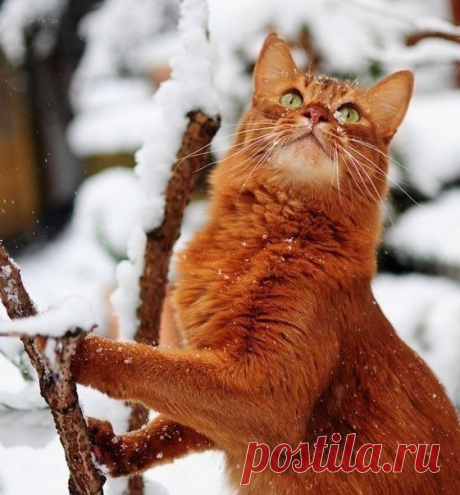 Очень красивые фотографии рыжего кота.
