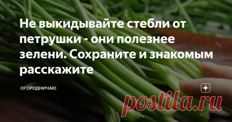 Не выкидывайте стебли от петрушки - они полезнее зелени. Сохраните и знакомым расскажите Смотрю в выходные - соседка по даче обрывает листву у петрушки, а стебли кидает в компост.
А ведь в стеблях столько пользы - да и весь аромат петрушки в них гораздо больше сконцентрирован, чем в листве.
Я никогда не выбрасываю стебли от петрушки, и вам не советую этого делать. Хочу поледиться с вами идеями, как их можно применять - и они будут радовать вас всвоим вкусом, и принесут вам немалую пол