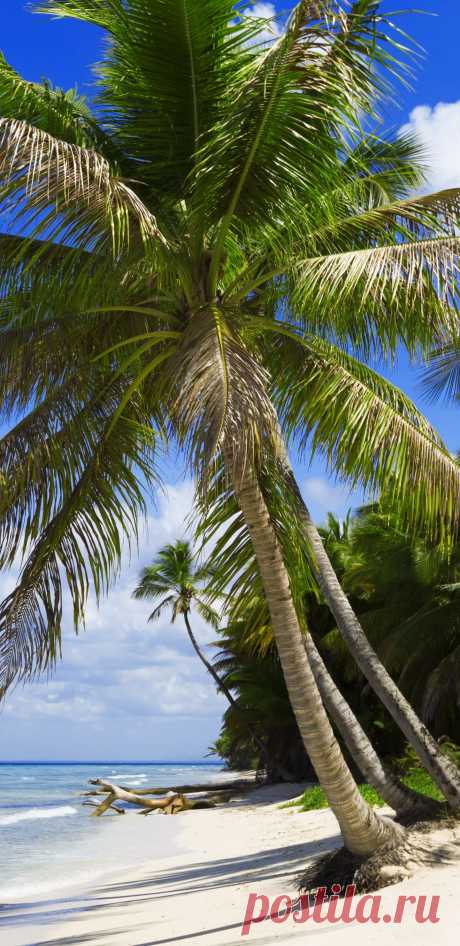 Фото пальм и пляжа скачать на заставку телефона в размер экрана.