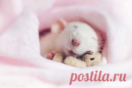 Очаровательные крыски с плюшевыми мишками • НОВОСТИ В ФОТОГРАФИЯХ