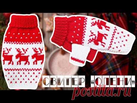 СВИТЕР ДЛЯ СОБАКИ "ОЛЕНИ" | DIY DOG SWEATER