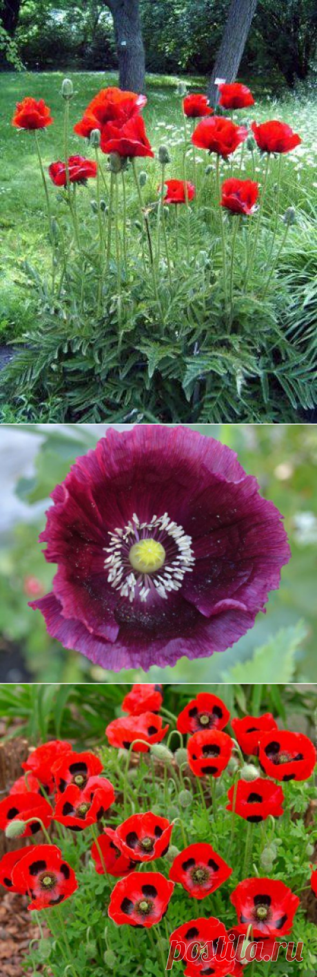 Цветок мак: выращивание из семян в открытом грунте, фото, посадка и уход